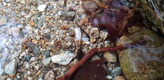 Rana huanrensis
