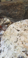 Rana huanrensis
