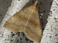Herminia grisealis
