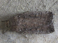 Athetis dissimilis