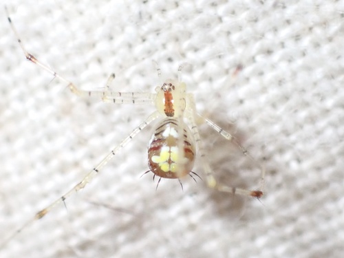 Meotipa spiniventris