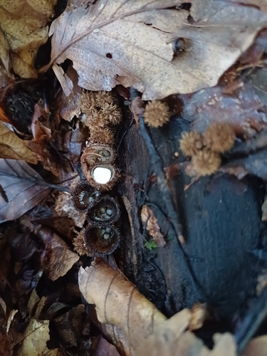 fluted bird's nest fungus