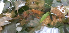 Rana huanrensis