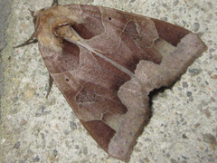 Chrysorithrum amatum