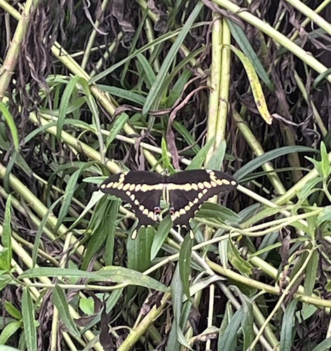 Eastern Giant Swallowtail