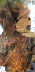 Rana huanrensis