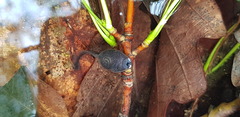 Rana huanrensis