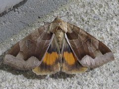 Chrysorithrum amatum