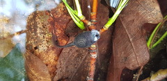Rana huanrensis