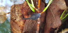Rana huanrensis