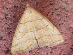 Herminia arenosa