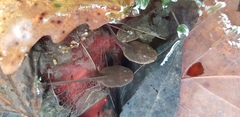 Rana huanrensis