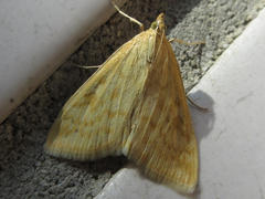 Sitochroa verticalis