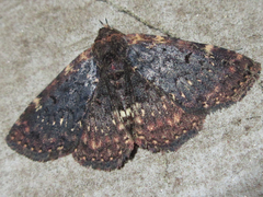 Diomea cremata