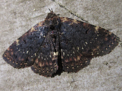 Diomea cremata