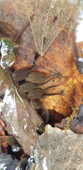Rana huanrensis