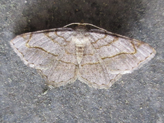 Chiasmia hebesata