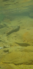 Rana huanrensis
