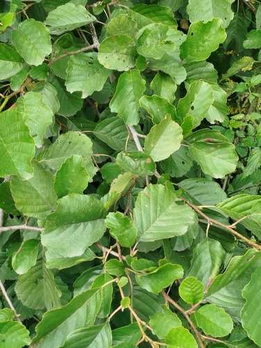 common alder