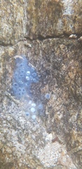 Rana huanrensis
