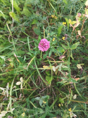 Red Clover