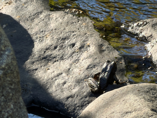 iNaturalist observation photo of Foothill Yellow-legged Frog
