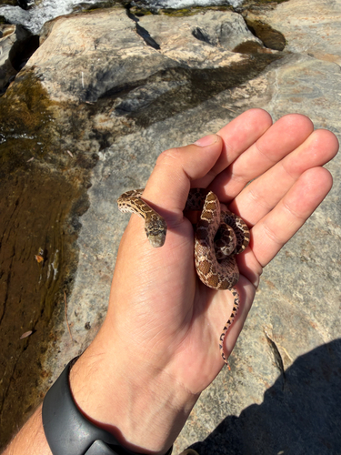 iNaturalist observation photo of Gopher Snake