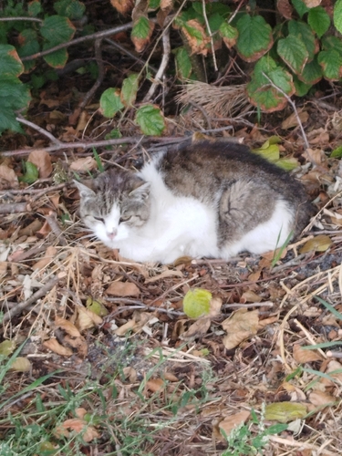 Domestic Cat