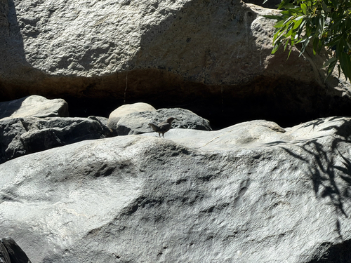 iNaturalist observation photo of American Dipper
