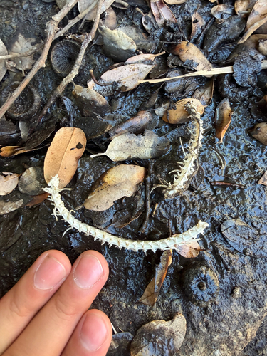 iNaturalist observation photo of Snakes