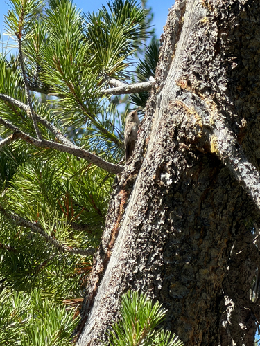 iNaturalist observation photo of Brown Creeper
