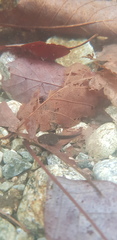Rana huanrensis