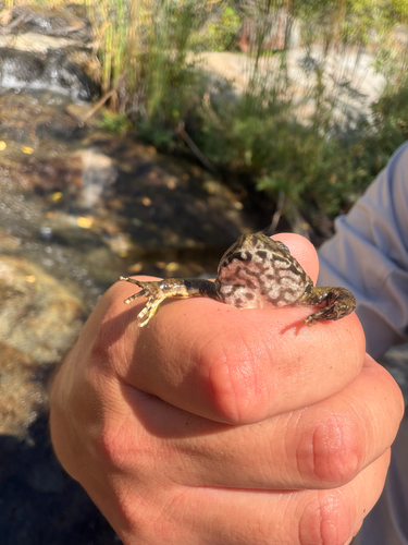 iNaturalist observation photo of Foothill Yellow-legged Frog