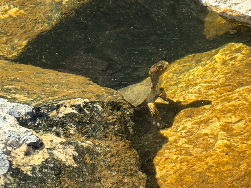 iNaturalist observation photo of Northwestern Pond Turtle