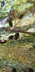 Rana huanrensis