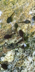 Rana huanrensis