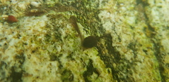 Rana huanrensis