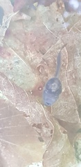 Rana huanrensis