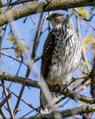 Accipiter cooperii