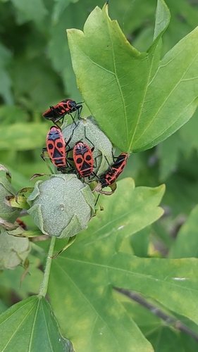 European Firebug