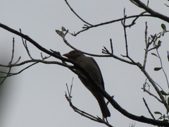 Piranga roseogularis