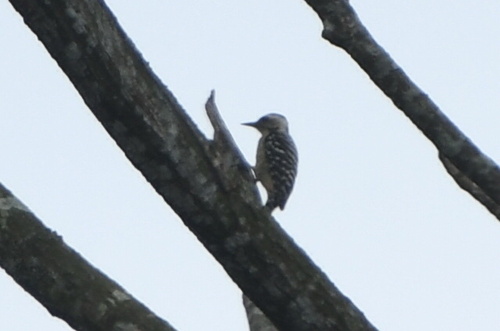 Freckle-breasted Woodpecker