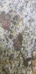 Rana huanrensis