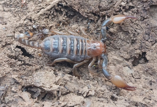 Robust Burrowing Scorpion