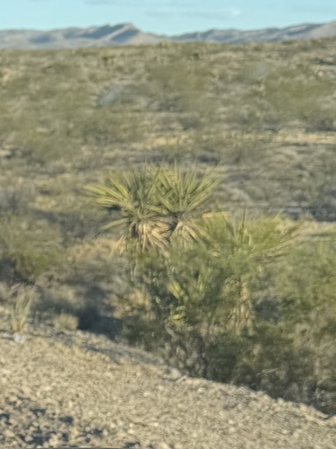 Mojave Yucca