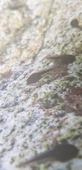 Rana huanrensis