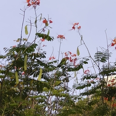 Psittacula longicauda