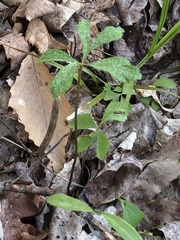 Anemonoides quinquefolia