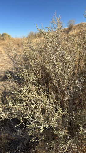 Atriplex polycarpa