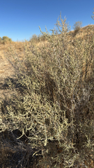 Atriplex polycarpa, photograph (c) Gregory Wada, some rights reserved (CC BY)